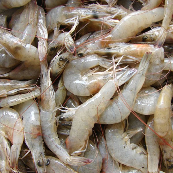 Camarones