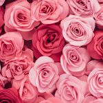 Rosas